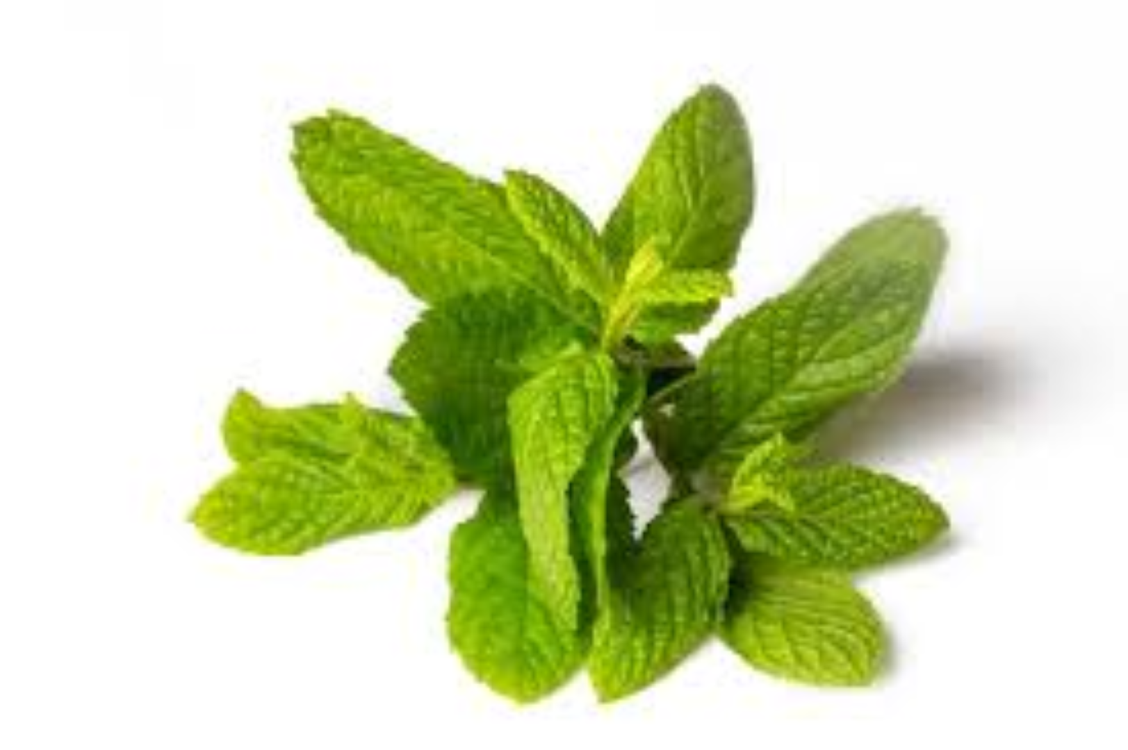 FRESH 5S PEPPERMINT 
